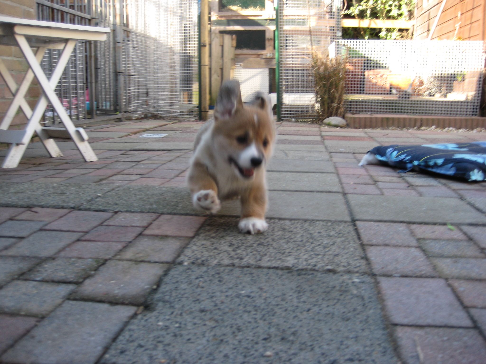 Puppy's